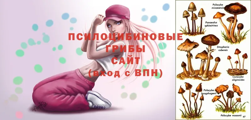 Псилоцибиновые грибы Psilocybe  Фролово 